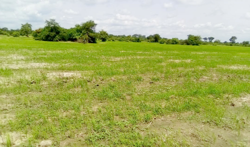 A rice field in the Bono East Region