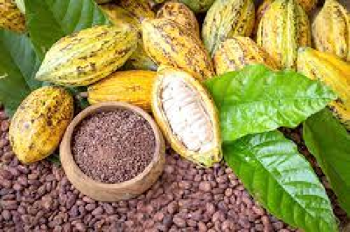 Farmers to benefit from Cote d’Ivoire-Ghana Cocoa Initiative