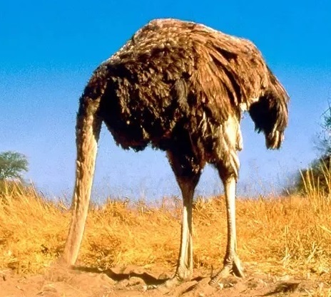 We are gradually becoming a nation of ostriches