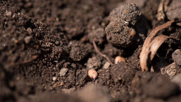 We must conserve our soil fertility