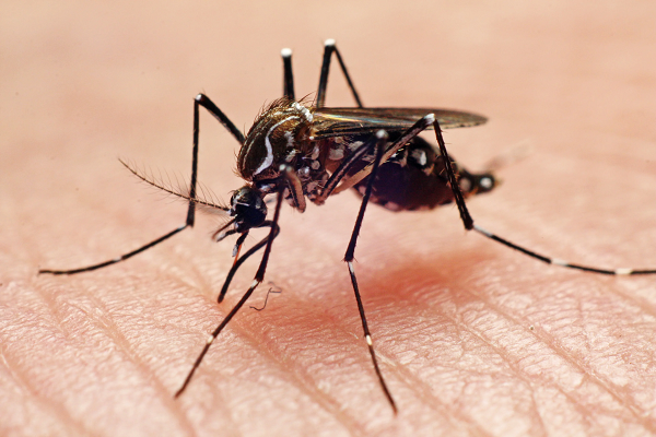 Deny mosquitoes breeding habitats