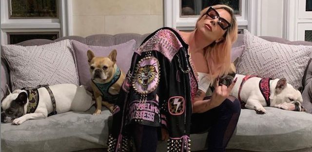 Lady Gaga pet dogs stolen
