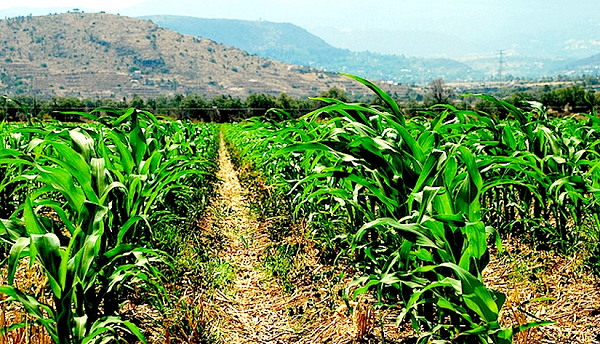 Conservation Agriculture mechanisation good for Ghana’s future – experts 