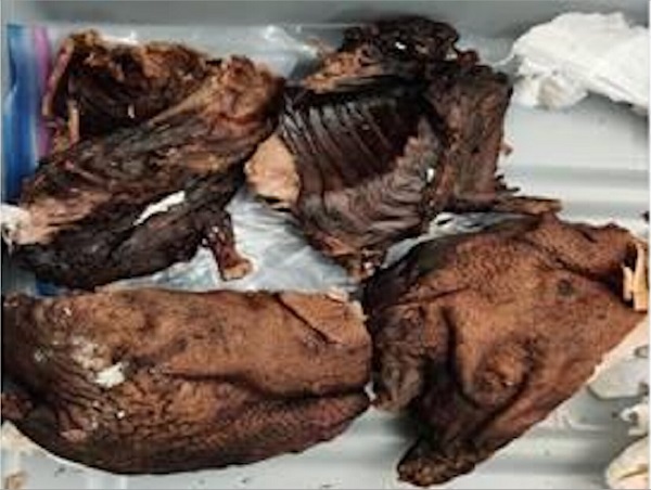 US Customs seizes bushmeat from Ghana