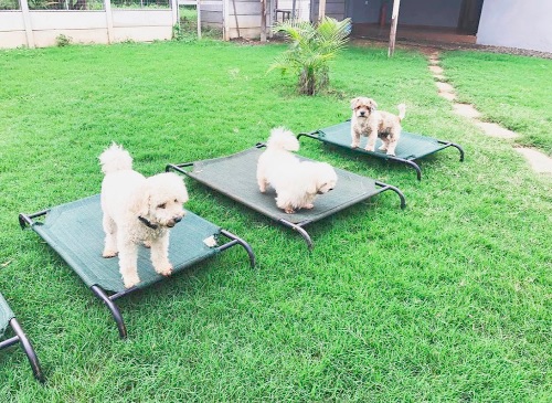 Time for a rest after three maltese dogs finish exercising