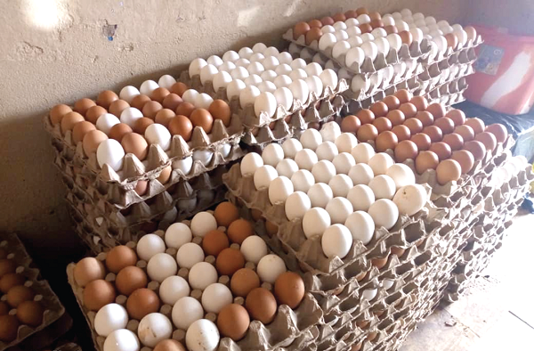 Price of eggs goes up following rising cost of feed