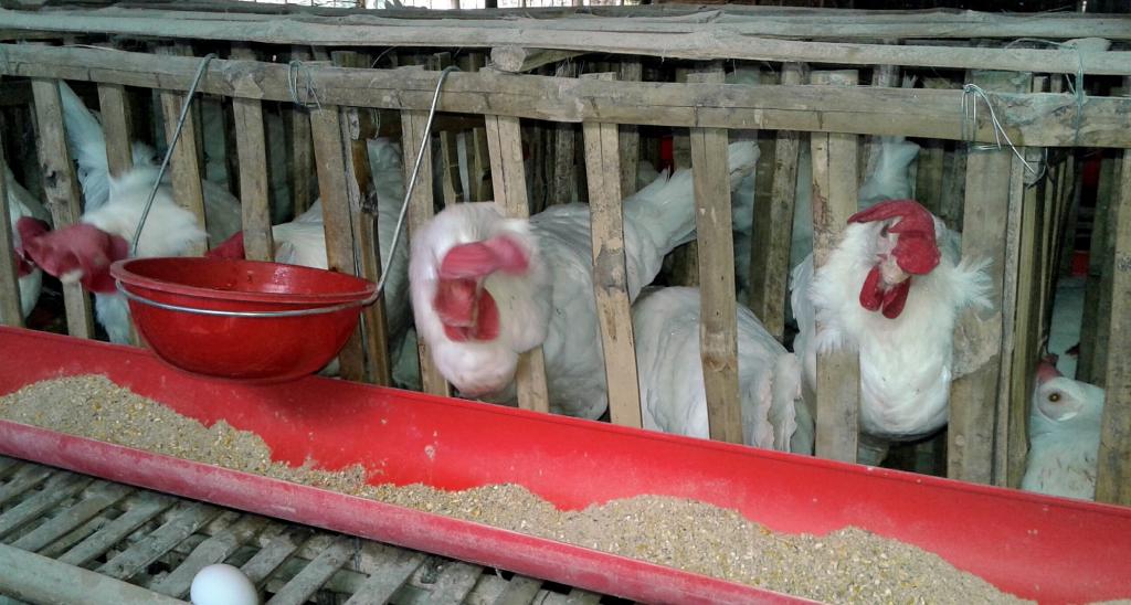  The shortage of maize for feed has led to a hike in prices of feed by feed suppliers and has directly impacted on the price of eggs and poultry 