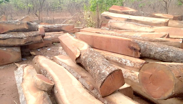 Some of the harvested logs at Daboya in the North Gonja District waiting to be carted away