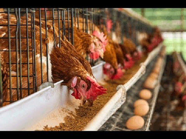 Feed shortage hits poultry industry