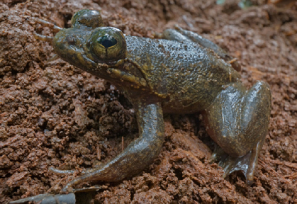 Scientists discover endangered frog species in Atewa forest