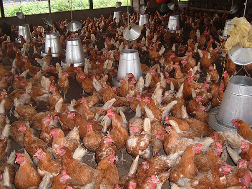Poultry farmers call for action against harmful organisms