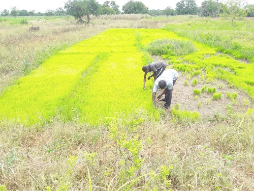 Messrs Robert Kwame Abokah and Tonose Adoliba, two farmers on the rice fields in the Tono Irrigation Scheme catchment area