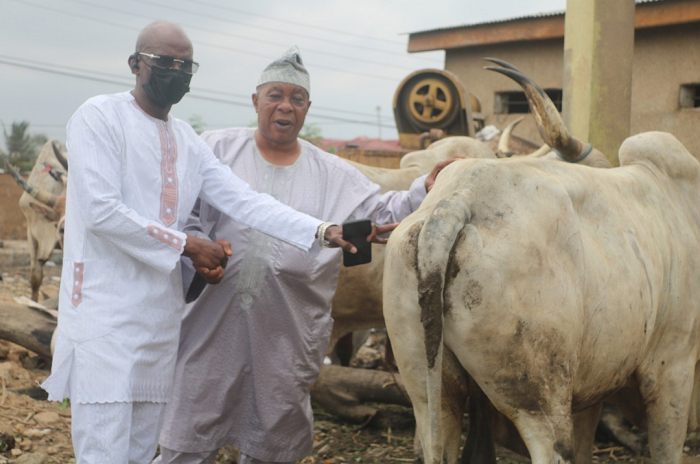 The Export Manager of Latex Foam, Dr Yakubu Diomande (left) presenting the cow to the Chief Protocol Officer at the Office of the National Chief Imam, Alhaji Latif Abdulsalam.