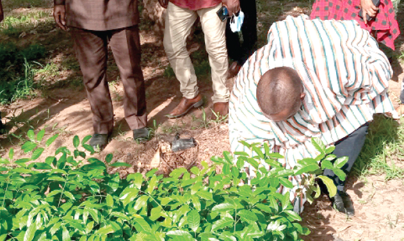 • Mr George Meriku Duker inspecting the seedlings