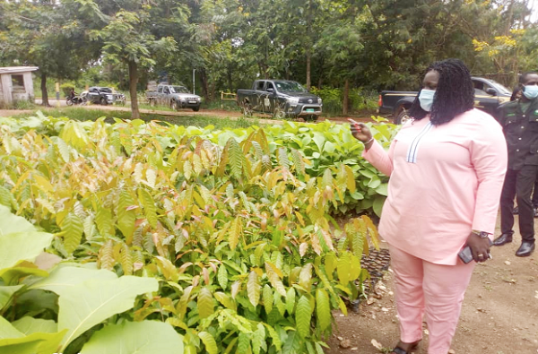 Ms Martha Kwayie Manu, the Deputy Chief Executive Officer (CEO) of the Forestry Commission, inspecting a seedlings site at the University of Energy and Natural Resources (UENR)