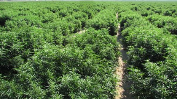 Law on licence to grow cannabis in Ghana unconstitutional - Supreme Court declares