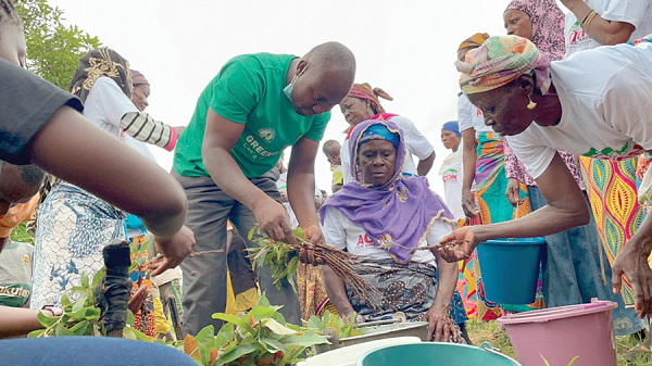 Mr Aaron Adu, the Managing Director of Global Shea Alliance, planting a shea seedling to symbolically kick-start the exercise