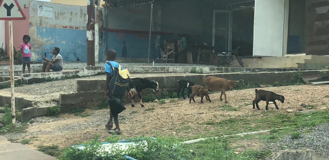 Some stray goats impeding traffic on the street in the Sekondi-Takoradi metropolis
