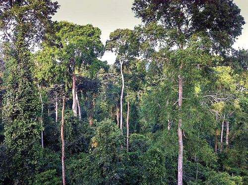 Part of Ghana’s forest cover