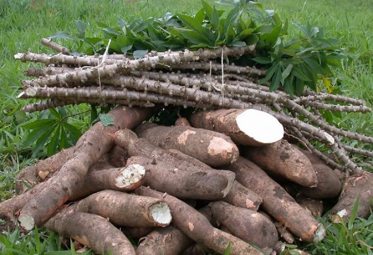 Cassava is an important staple crop that provides food and income for about 700 million Africans