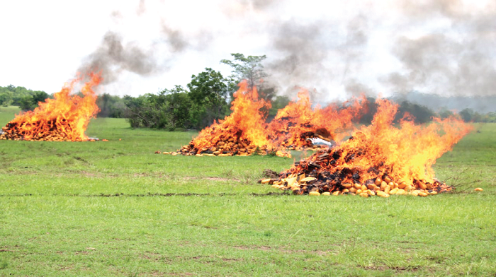 The cannabis on fire. Inset: Some of the cannabis before it was set ablaze. Picture: DELLA RUSSEL OCLOO