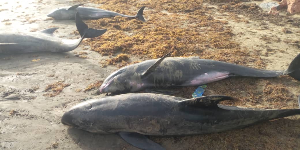 Ghana: Over 60 'dolphins', big fishes wash ashore dead in Axim, Osu and Keta in 2 days