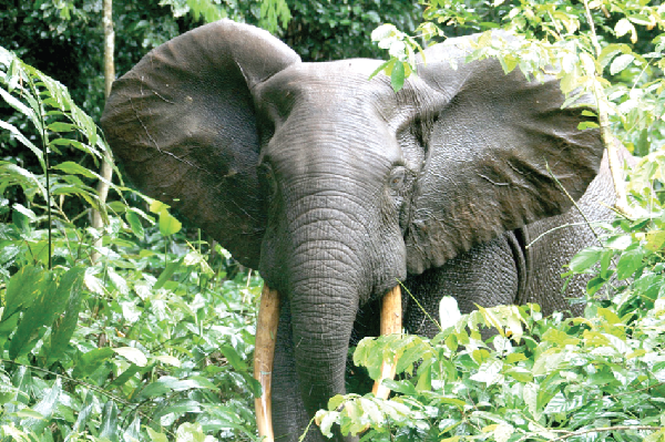 2021 Wildlife Day commemorated in Accra
