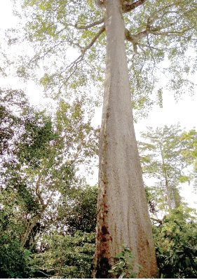 Oldest African Oak Tree lives in Bunso Park 