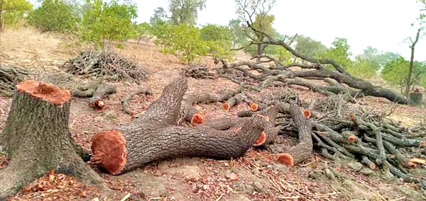 A shea tree that has been chopped into pieces for firewood
