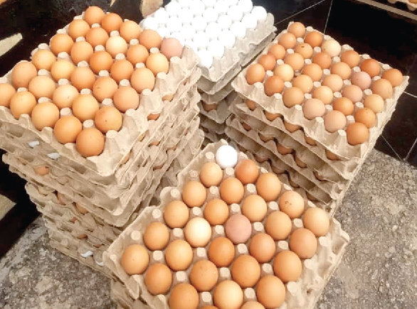 The crates of egg donated
