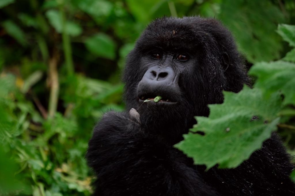 In search of Rwanda's gorillas