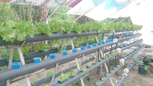 Hydroponics: new normal farming 