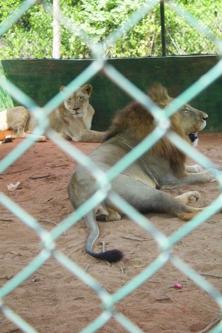 The zoo has two lions — male and female