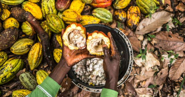 Cocoa Abrabopa Association and partners to protect human rights in cocoa sector