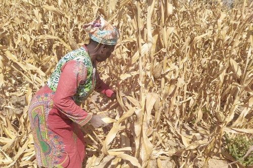  A smallholder farmer harvesting maize in her farm