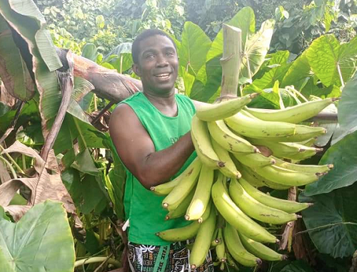 Dr Kwekucher Ackah, Founder of Home Gardening makes a good harvest of plantain from his garden