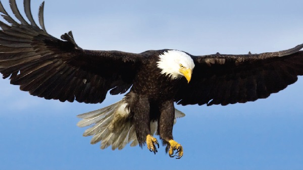 The eagle is the king of birds