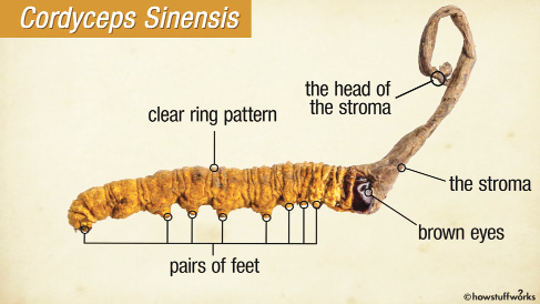 Cordyceps: Natural treatment for infertility, impotence