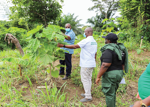 Mr Joseph Osiakwan (left), Technical Director in charge of Forestry at the Ministry of Lands and Natural Resources, leading a monitoring team to check on the trees in Hohoe in the Volta Region