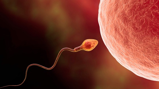 Smoking can affect the ability of men to produce quality sperms