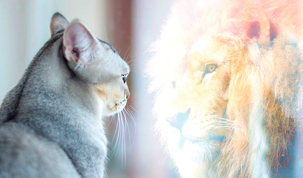 The reflection of a cat as a lion in the mirror. Leadership first begins within.