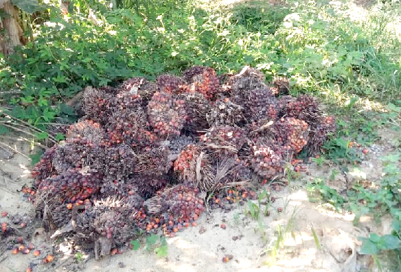 Harvested palm fruits going bad at one of the collection points near the factory in the Ahanta West Municipality