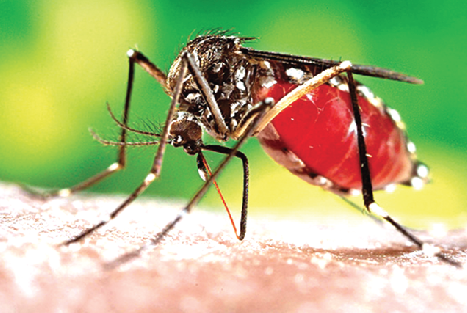 An infected mosquito of the aedes aegyptus species biting a victim