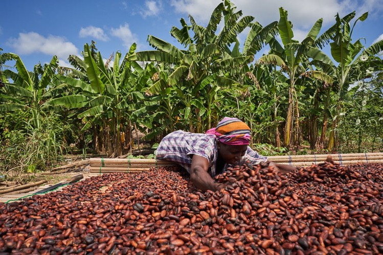  Fairtrade's West Africa Cocoa Programme seeks to build strong and viable producer organisations