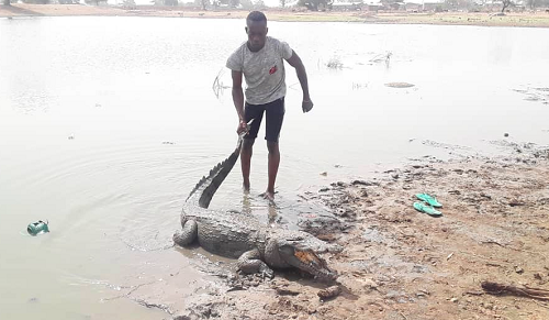 Mr Musah Haruna, a Pool Attendant at the Zenga Crocodile Pond, holding the tail of one of the crocodiles after calling the reptile out of the pond