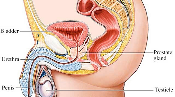 Myths, facts about prostate diseases
