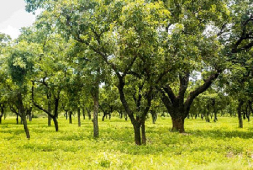 Green Ghana Project to plant 20 million trees 2022
