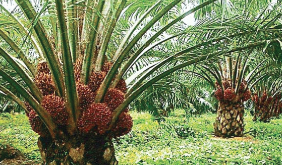 An oil palm tree