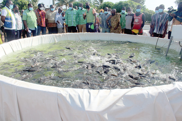 Members of the board and management of the Bui Power Authority inspecting one of the fishponds