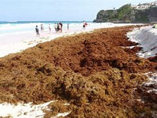 Sargassum seaweed